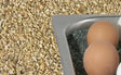 Granitsplitt 7 kg gelb - CPGASTRO